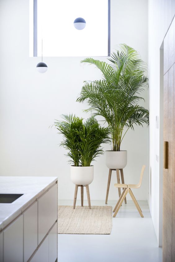 Areca