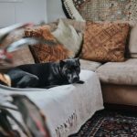 Come rendere casa pet friendly