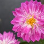 piante per giardino e terrazzo