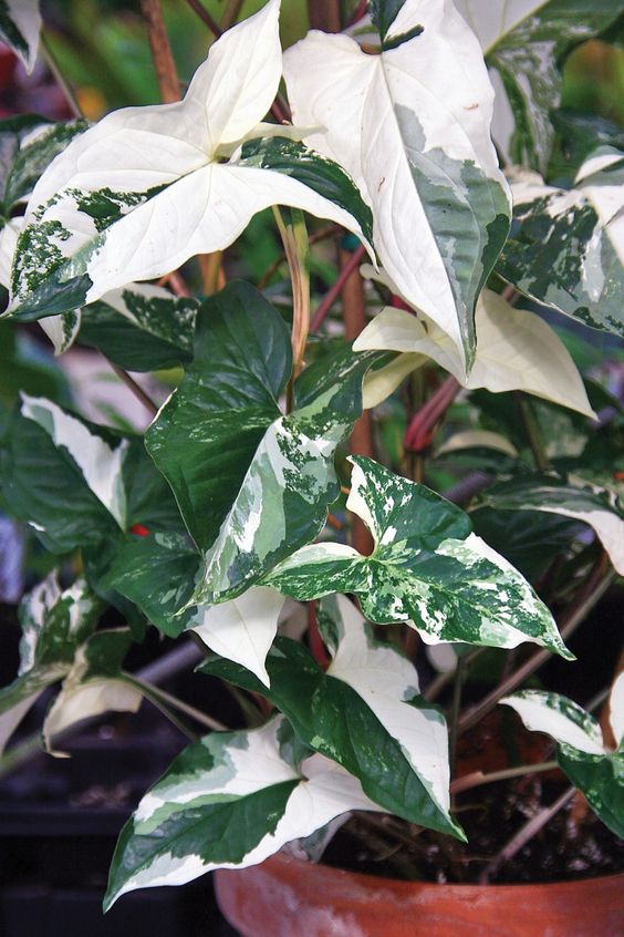 Syngonium