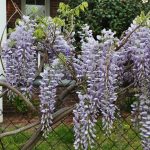 Pianta di glicine giardino
