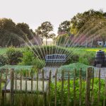 Siepi irrigate