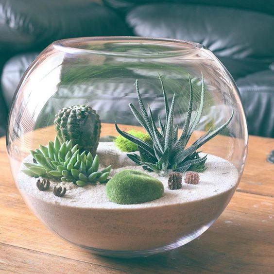 terrarium