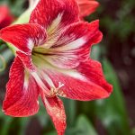 Amaryllis