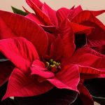 Poinsettia