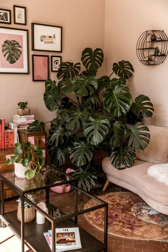11 piante per la casa: Monstera Deliciosa