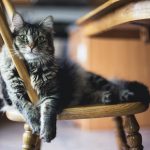 casa a misura di gatto