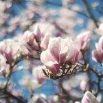 soggiorno color magnolia