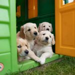 costruire una cuccia per cani