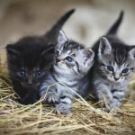 kittens gc273f2c4b 1920