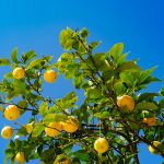 coltivare gli agrumi in giardino