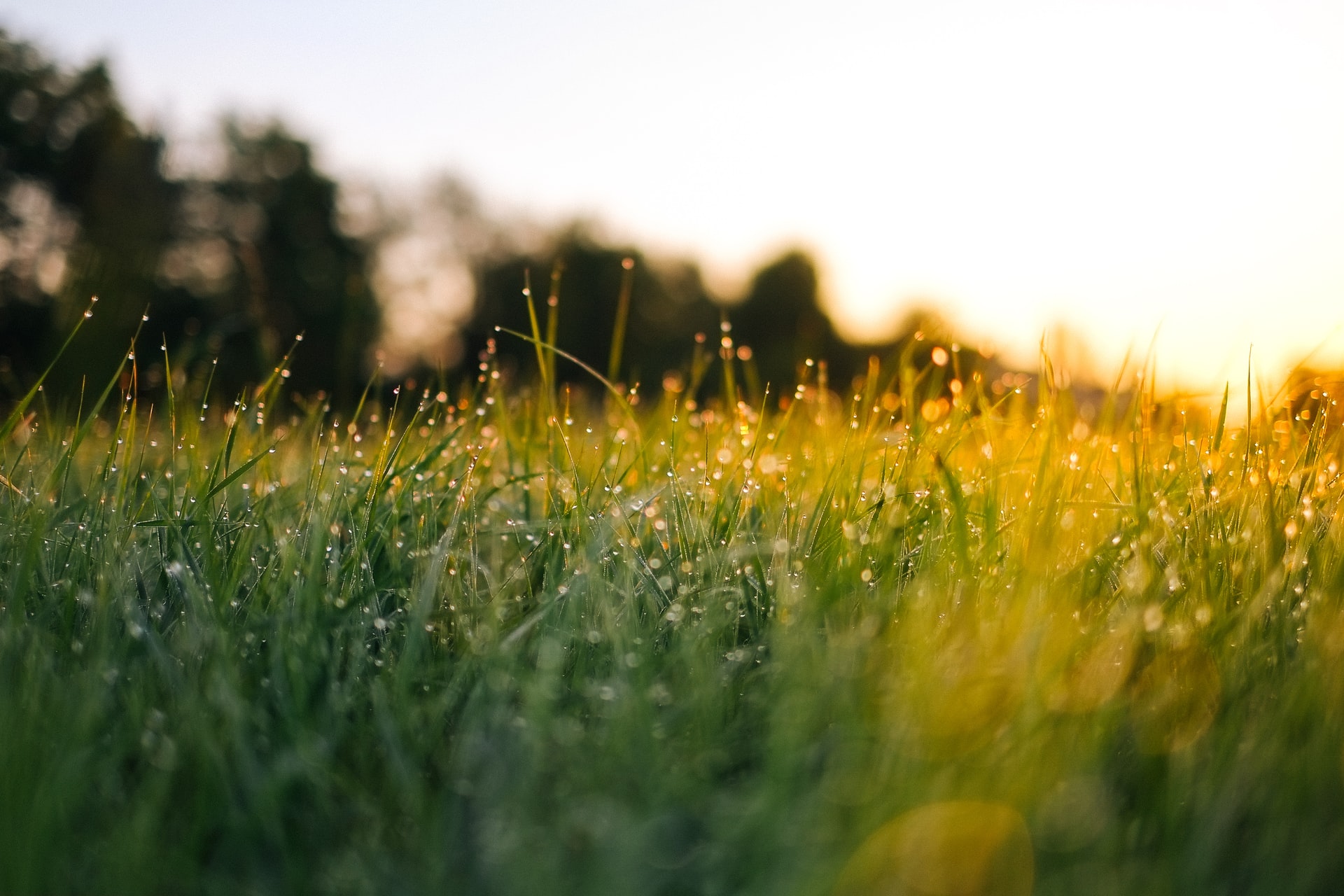 problemi del prato giardino