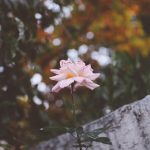 fioritura autunnale