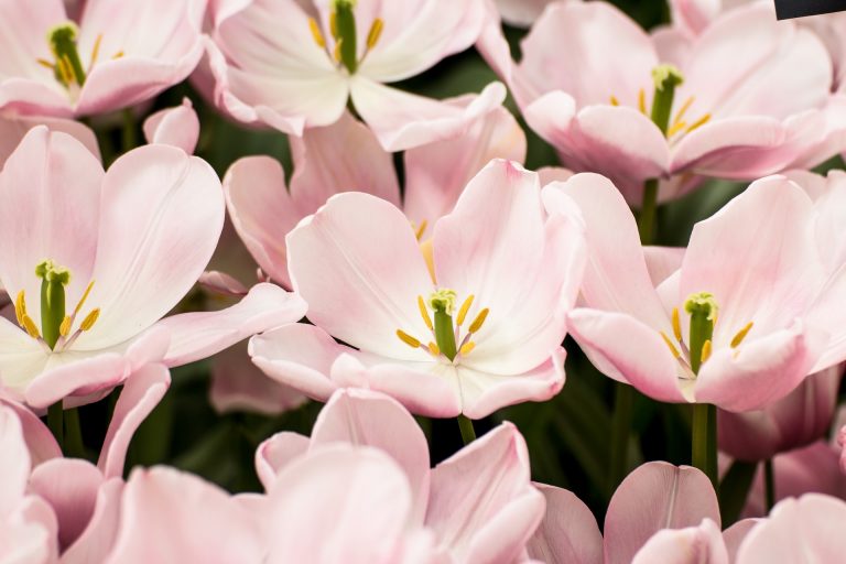 narcisi rosa giardino