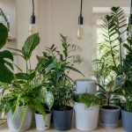 spostare piante nuova casa