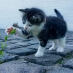 casa a prova di gatto