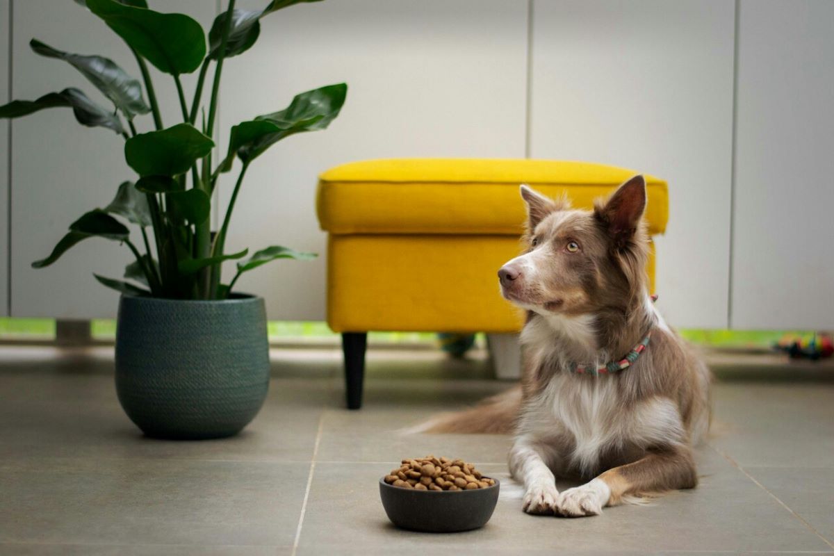 Alimentazione del cane: consigli per una dieta salutare e bilanciata
