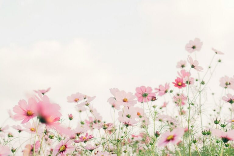 tomoko uji kxvn1ogptte unsplash