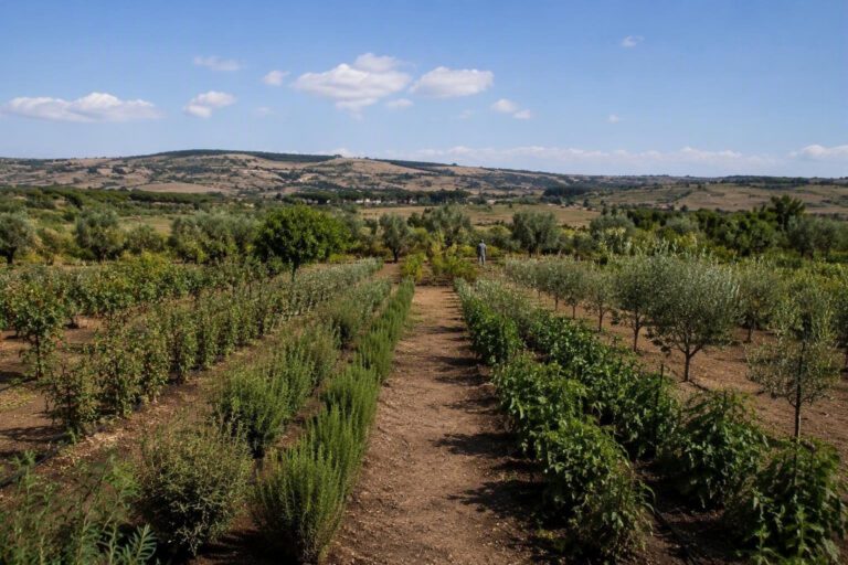 Evento a Molarotta: alla scoperta delle cultivar tradizionali calabresi