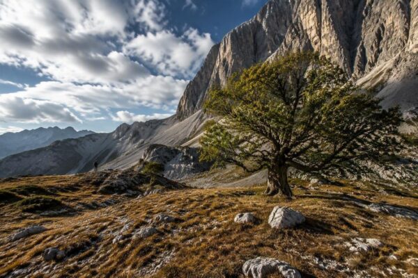 Victor Kossakovsky's Holy Wood Dust: Unveiling the Secret Life of Trees