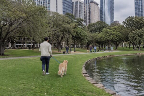 Pet-friendly outings in the city