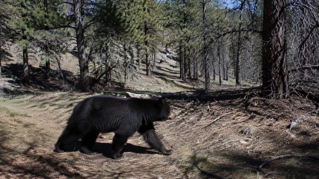 Colorado Faces Record Bear Attacks: Latest Incidents in Southwestern Areas