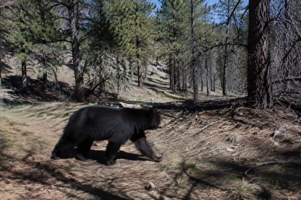 Colorado Faces Record Bear Attacks: Latest Incidents in Southwestern Areas