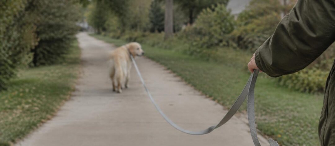 Day out for shelter dogs