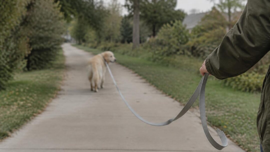Day out for shelter dogs