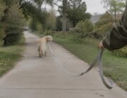 Day out for shelter dogs