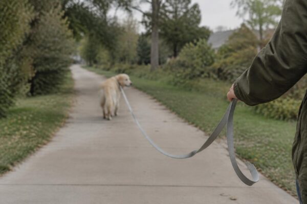 Day out for shelter dogs