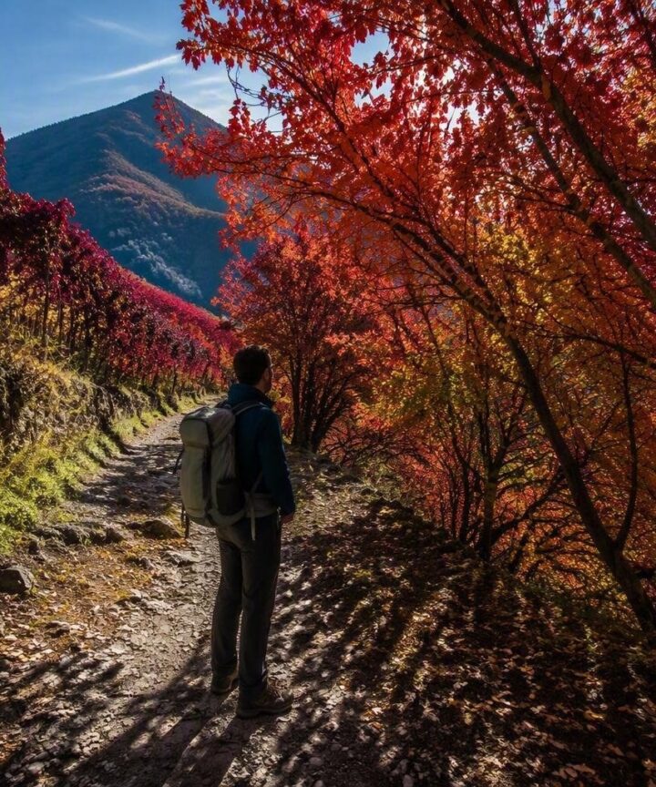 Scopri le passeggiate, i sapori e le sagre autunnali in Valtellina
