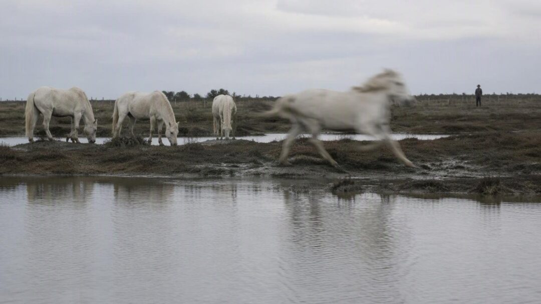Scopri la Camargue: guida pratica di quattro giorni per famiglie