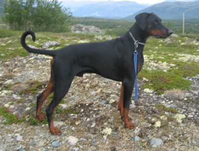 Ricetta Doberman – Bevande