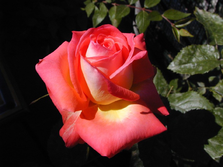 Ricetta Fior Di Rosa – Bevande