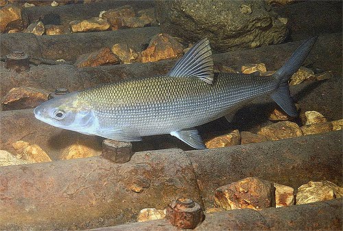 Ricetta Coregoni Alla Moda Del Garda – Pesce
