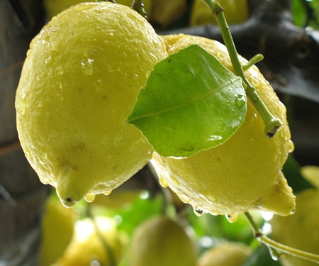 Ricetta Succo Di Limone Medicinale (2) – Bevande