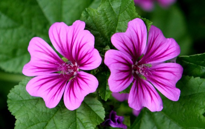 Crema alla malva per viso