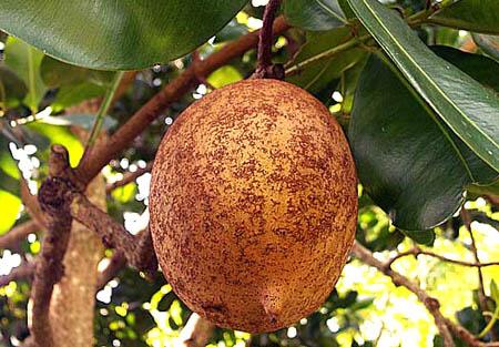 Ricetta Abricot Tropicale – Bevande