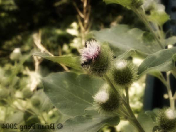 Ricetta Decotto Di Bardana – Bevande