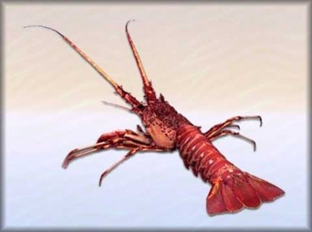 Ricetta Aragosta Alle Spezie – Pesce