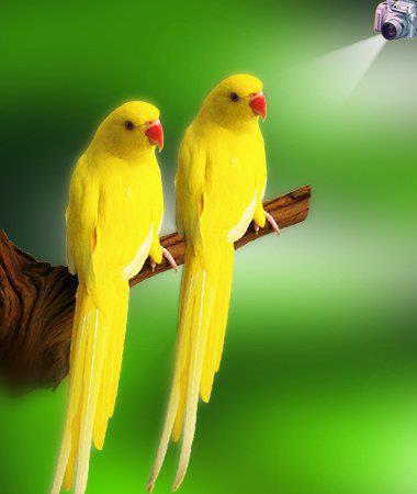 Ricetta Yellow Parrot – Bevande