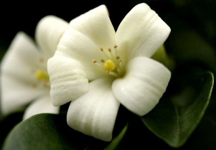 Ricetta Tè Di Fiori D’arancio – Bevande