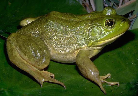 Ricetta Bullfrog – Bevande