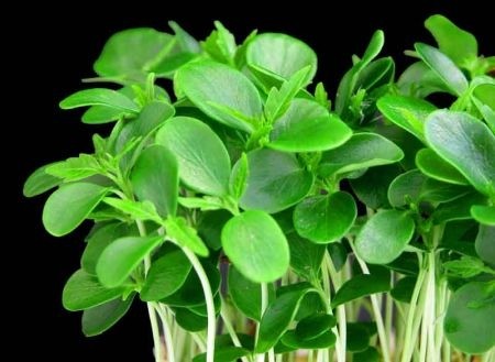 Ricetta Insalata Di Crescione – Contorno