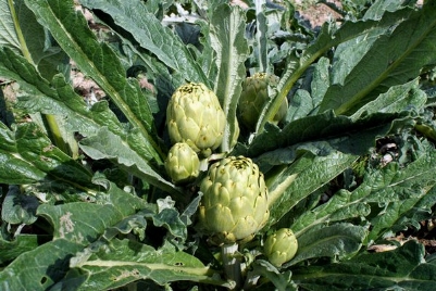 Ricetta Decotto Di Carciofo – Bevande
