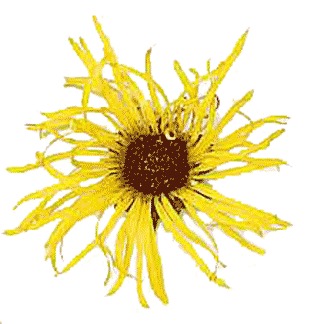 Ricetta Decotto Di Enula Campana – Bevande