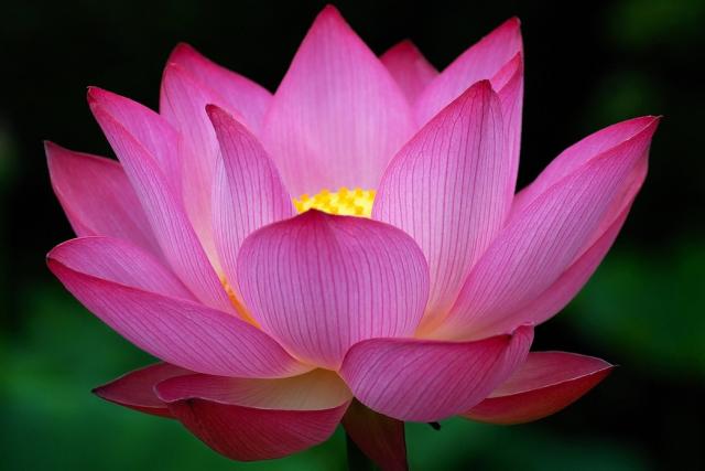 Ricetta Flower – Bevande