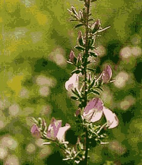 Ricetta Decotto Di Ononide – Bevande