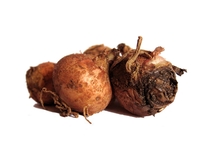 Ricetta Lampascioni Sott’olio Alla Calabrese – Contorno